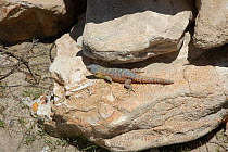 Girdled lizard {Cordylus cordylus} Western Cape, South Africa
