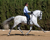 Gray Andalusian Stallion and rider at trot, Ejicia, Spain.