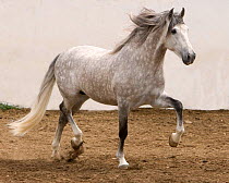 Gray Andalusian Stallion {Equus caballus} at trot, Ejicia, Spain