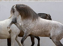Gray Andalusian Stallion {Equus caballus} pawing with mares in background, Ejicia, Spain.