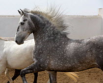 Gray Andalusian Stallion {Equus caballus} with mare in background, Ejicia, Spain.