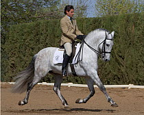 Gray Andalusian Stallion {Equus caballus} with rider at trot, Ejicia, Spain. Model released.