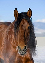 Bay Andalusian stallion {Equus caballus} with hairs on nose frozen, Longmont, Colorado, USA.