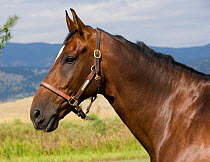 Hanovarian gelding {Equus caballus} head profile with headcollar Longmont, Colorado, USA.