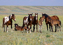 Herd of Wild horses {Equus caballus} McCullough Peaks, Wyoming, USA.
