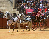 Two Gray Andalusian Stallions {Equus caballus} drawing carriage during a competition in Seville, Spain Model released.