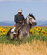 Gray Andalusian Stallion {Equus caballus} and rider in traditional Spanish attire. Trajae Coto, Longmont, Colorado Model released.
