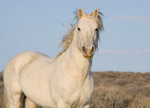 Wild horse {Equus caballus} gray stallion, Adobe Town, Wyoming, USA.