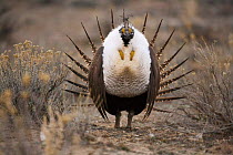 Male Sage Grouse {Centrocercus urphasianus} courtship display, Baggs, Wyoming, USA.