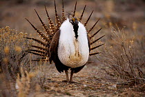 Male Sage Grouse {Centrocercus urphasianus} courtship display, Baggs, Wyoming, USA.