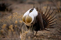 Male Sage grouse {Centrocercus urphasianus} courtship display, Baggs, Wyoming