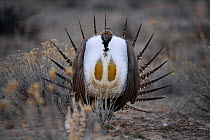 Male Sage Grouse {Centrocercus urphasianus} courtship display, Baggs, Wyoming