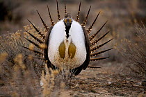 Male Sage Grouse {Centrocercus urphasianus} courtship display, Baggs, Wyoming