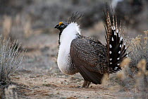 Male Sage Grouse {Centrocercus urphasianus} profile during courtship display, Baggs, Wyoming