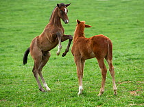 Two Thoroughbred colt foals {Equus caballus}  playing, Virgina
