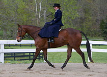 Woman riding Thoroughbred gelding {Equus caballus} sidesaddle, Virginia
