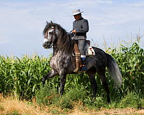 Gray Andalsusian Stallion {Equus caballus} with rider wearing traditional Spanish 'Trajae Corto', Longmont, Colorado, USA. Model released.