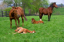 Thoroughbred and Arabian mares {Equus caballus} with foals, Virginia, USA.