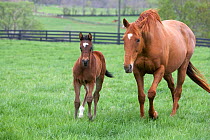 Thoroughbred colt {Equus caballus} with mother, Virginia, USA.