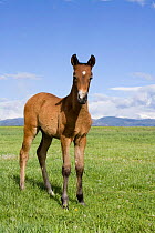 Andlausian filly {Equus caballus} Longmont, Colorado, USA.