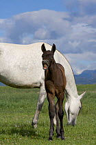 Andalusian colt {Equus caballus} lip-curling with grey mare, Longmont, Colorado, USA.