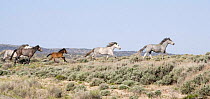 Herd of Wild horses {Equus caballus} cantering profile, Adobe Town, Wyoming, USA