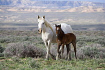 Wild horses {Equus caballus} grey mare and colt in Sagebrush steppe landscape, Adobe Town, Wyoming, USA.