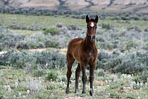 Wild horse {Equus caballus} colt, Adobe Town, Wyoming, USA.