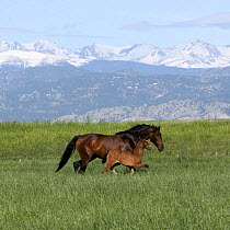 Andalusian Mare {Equus caballus} with filly profile in grassland with mountains, Longmont, Colorado, USA.