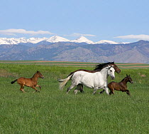 Andalusian mares {Equus caballus} with filly and colt, Longmont, Colorado, USA.
