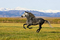 Gray Andalusian Stallion {Equus caballus} cantering profile, Longmont, Colorado, USA.