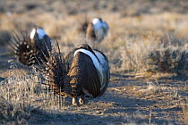Male Sage Grouse {Centrocercus uophasianus} Baggs, Wyoming, USA.