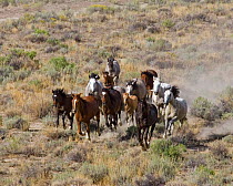 Herd of  Wild horses {Equus caballus} cantering across Sagebrush steppe, Adobe Town, Wyoming, USA.