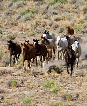 Herd of Wild horses {Equus caballus} cantering across Sagebrush steppe, Adobe Town, Wyoming, USA.