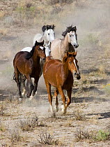 Group of Wild horses {Equus caballus} cantering across Sagebrush steppe, Adobe Town, Wyoming, USA.