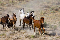 Herd of Wild horses {Equus caballus} cantering across Sagebrush-steppe, Adobe Town, Wyoming, USA.