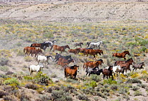 Herd of Wild horses {Equus caballus} cantering across Sagebrush steppe, Adobe Town, Wyoming, USA.