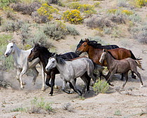 Group of Wild horses {Equus caballus} cantering across Sagebrush steppe, Adobe Town, Wyoming