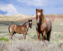 Wild horses {Equus caballus} red roan stallion with foal in Sagebrush-steppe landscape, Adobe Town, Wyoming, USA.