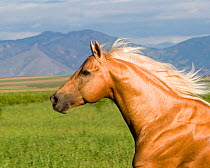 RF- Palomino Quarter Horse Stallion (Equus caballus) head profile. Longmont, Colorado, USA. (This image may be licensed either as rights managed or royalty free.)