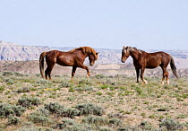 Wild horses {Equus caballus} two sorrel stallions, in Sagebrush steppe landscape, Adobe Town, Wyoming, USA.