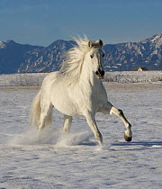 Gray Andalusian Stallion {Equus caballus} cantering in snow, Longmont, Colorado, USA.