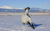 Gray Andalusian Stallion {Equus caballus} cantering in snow, Longmont, Colorado, USA.
