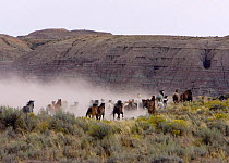 Rear-view of Herd of Wild horses {Equus caballus} cantering across Sagebrush steppe, kicking up dust, Adobe Town, Wyoming, USA.