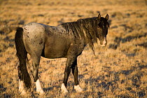 Wild horse {Equus caballus} blue roan stallion, Adobe Town, Wyoming, USA.