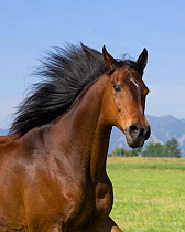 Bay Thoroughbred {Equus caballus} gelding, Longmont, Colorado, USA.