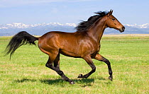 Bay Thoroughbred {Equus caballus} gelding, cantering profile, Longmont, Colorado, USA
