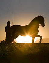 Silhouette of Bay Andalusian Stallion {Equus caballus} being ground driven at sunrise, Longmont, Colorado, USA.