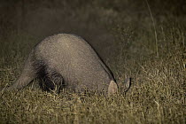 Aardvark {Orycteropus afer} digging burrow at night, Serengeti NP, Tanzania.