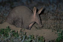 Aardvark {Orycteropus afer} digging burrow at night, Serengeti NP, Tanzania